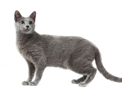 Kedi Kısırlaştırılması Zararlı mı?