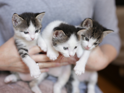 Dişi Kedi ve Erkek Kedi Kısırlaştırma Operasyonları