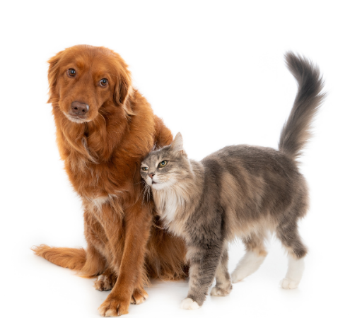 Köpek ve Kedi Mikroçip