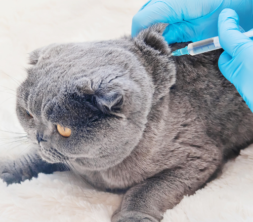 Veteriner Aşı Uygulamaları