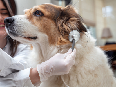 Veteriner Cerrah İşlemleri