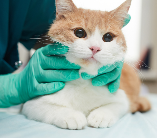 Köpek ve Kedi Diş Sağlığı