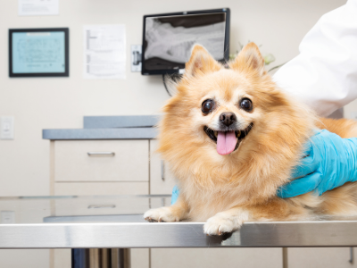 Kedi ve Köpek Göz Hastalığı